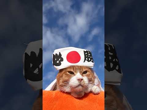 youtube-動物記事1970/01/01 09:00:00