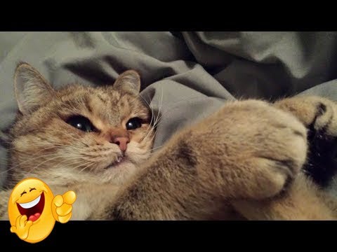 СМЕШНЫЕ КОТЫ И КОШКИ 2020 ЛУЧШИЕ ПРИКОЛЫ С КОТАМИ #2 FUNNY CATS 2020 BEST JOKES WITH CATS #2 ❤