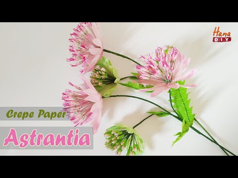 How to make Astrantia flower - HanaDIY