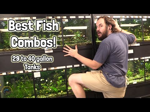 The Best Stocking Ideas for Your Fish Community in a 29-40 Gallon Tank! 🐠
