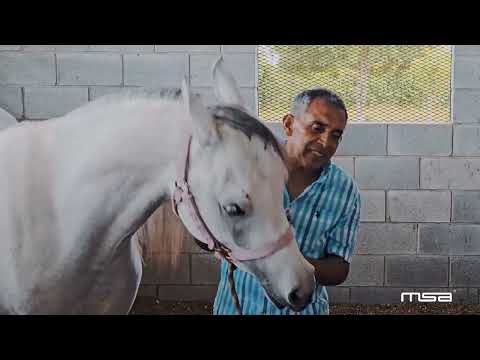 La crianza de caballos árabes que destaca en Petén