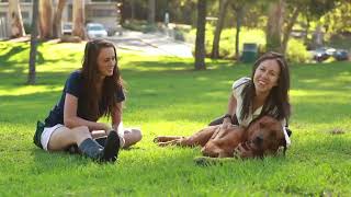 Best Dog Training in Los Angeles CA - Tully's Training video Best Dog Training in Los Angeles CA - Tully's Training video