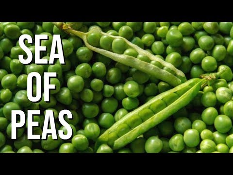 SEA OF THIEVES - Funtage