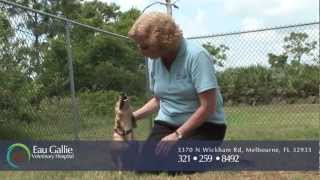 preview picture of video 'Eau Gallie Veterinary Hospital - Florida | Hospital Tour'