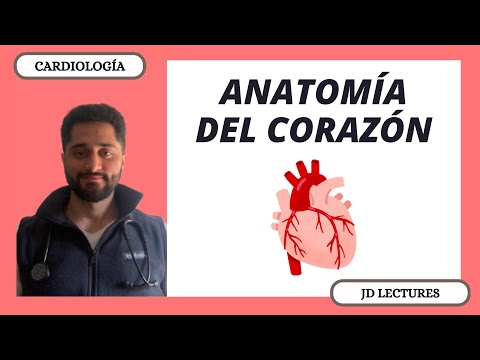 ANATOMÍA DEL CORAZÓN | CARDIOLOGÍA