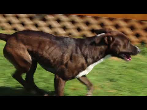 Roc, an adopted Labrador Retriever & Dalmatian Mix in Marshallville, GA_image-1