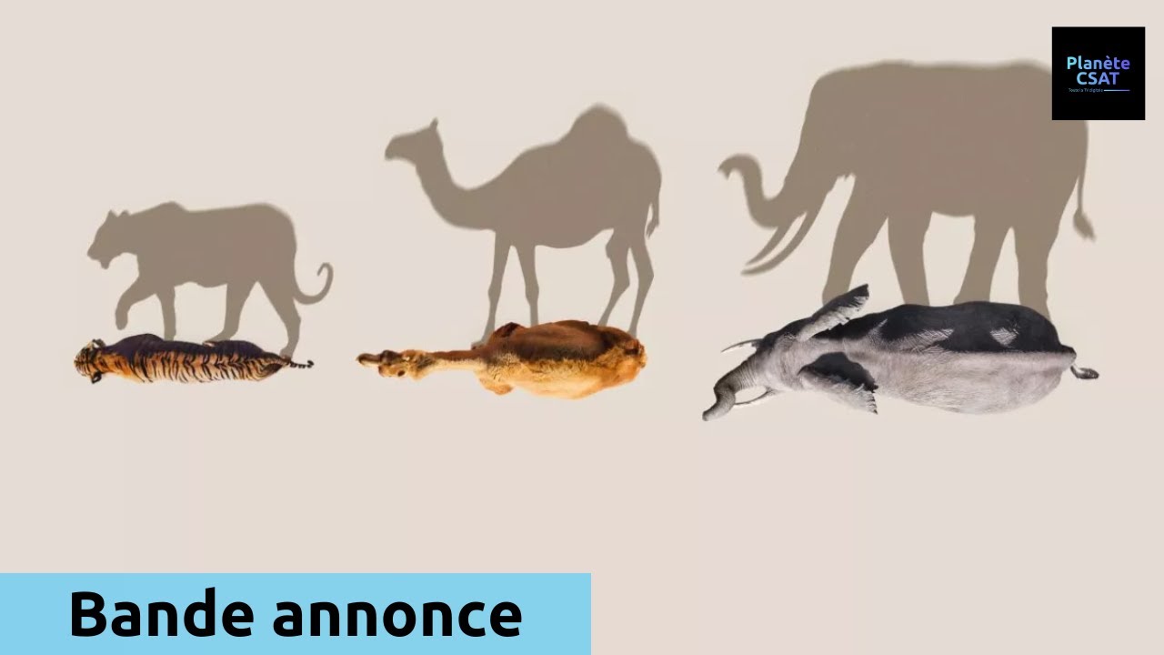 Miniature de la vidéo Mammifères, les champions de la survie | bande annonce | France 2 du film Mammifères, les champions de la survie