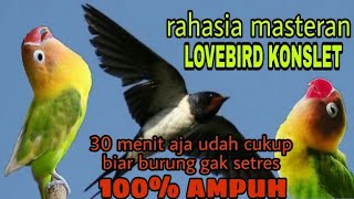 Download lagu SUARA WALET MASTERAN LOVEBIRD KONSLET... mp3