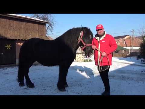 Iapa lui Cristi de la Gilau, Cluj - 2020 Nou!!!