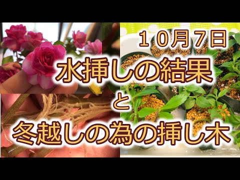 園芸 鉢植えのペチュニアの越冬