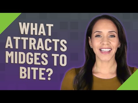 What attracts midges to bite?