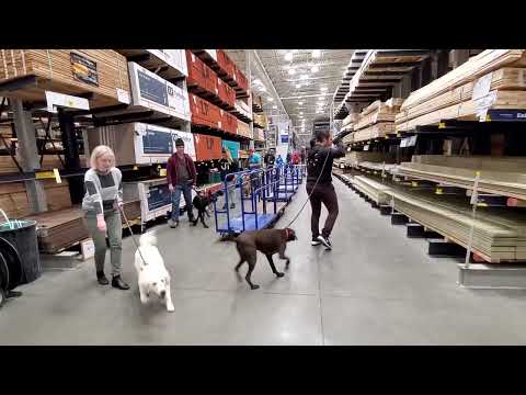 Ruff Pup Dog Training video.
