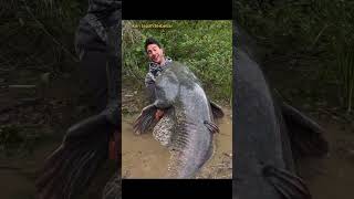 Download lagu ikan tapah terbesar di sungai dunia#shorts #subscribe #fishing #fish mp3 Download lagu ikan tapah terbesar di sungai dunia#shorts #subscribe #fishing #fish mp3