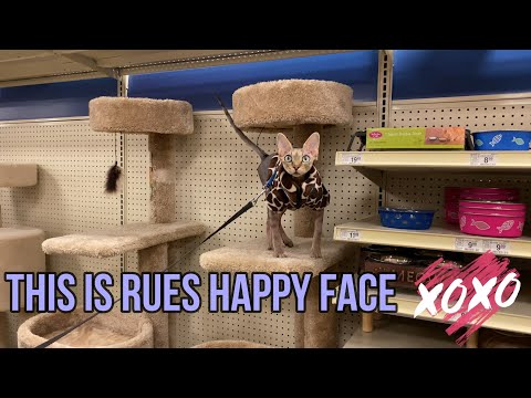 How We Tire Out Our Sphynx Cat - YouTube