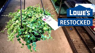 Found My Wishlist Plant at Lowe's! String of Turtles, BOP, Variegated African Violet & More!