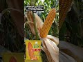 Agriculture Annadata Farming Farmingsystem