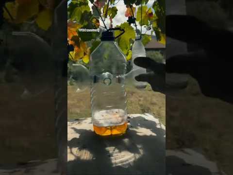trampa para avispas