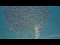 The Worlds Largest Migration of Mobula Rays drone footage