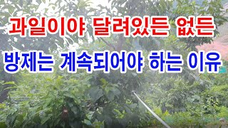 과일이야 달려있든, 없든 농약방제는 계속되어야 하는 이유(과수 재배, 과일나무 가꾸기, 과일나무 병충해 방제…