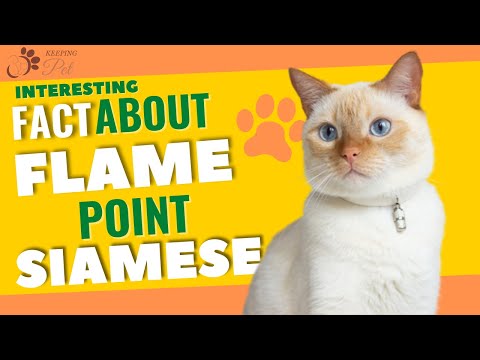 Flame Point Siamese | Facts & Personality!