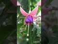 Flower Dps For Whatsapp Dps For Whatsapp Dps Beautiful Flowers Dp Pics Status Fb Dps