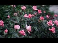 Rose Fragonard - Delbard rose