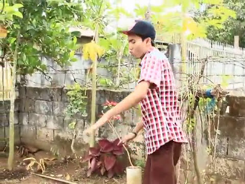 Bumili Turboslim alpha Ukraine Kung ito ay posible upang kumain ng isang dalanghita kapag lumaki ka manipis