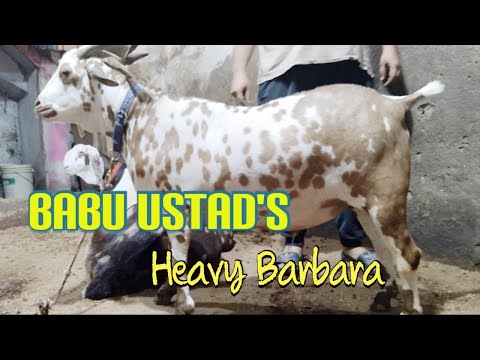 Babu Ustad's Heavy Barbara || Eid 2023 || SURAT