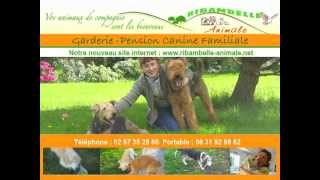preview picture of video 'Ribambelle Animale Lorient Plouay Pension canine Familiale garderie chien Marie Paule Alexandre'