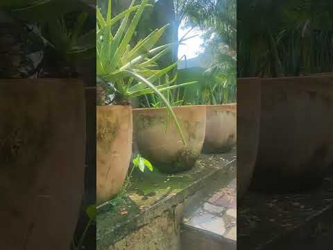 VENDO Finca campestre sector la Vega de apulo cundinamarca $ 1'000millones 