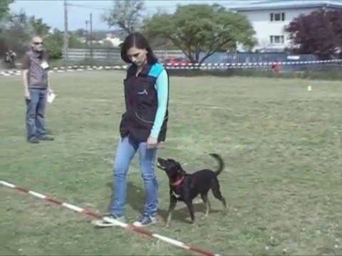 Nelson obedience kezdő vizsga 2016. 04. 23.