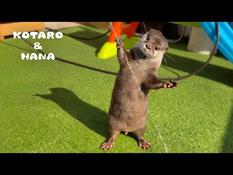 youtube-動物記事1970/01/01 09:00:00