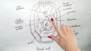 How to draw Animal cell step by step tutorial for beginners !