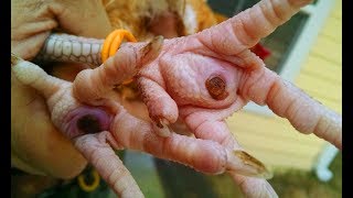 Chicken Blackheads - Chicken Bumblefoot, Cysts &amp; Staph
