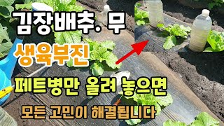 김장배추무우 생육이부진 잘자라지 않는 배추에 페트병만 올려놓으면 배추가 잘 자랍니다.