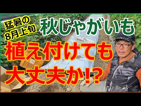  8月にジャガイモを植える：さまざまな技術と方法は何ですか？  庭園