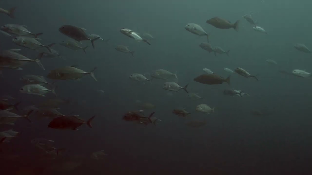 Richelieu Rock: Thailand's Underwater Jewel | 4K