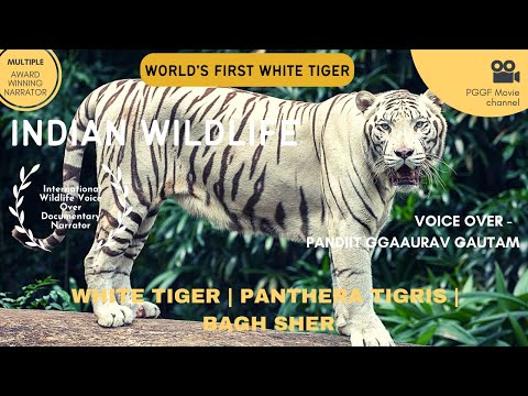 Hindi Documentary Voice Over | Wildlife | White Tiger
