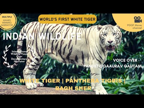 Pandit Gaurav Gautam Hindi Documentary Voice Over | Wildlife | White Tiger