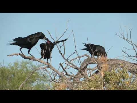 Ravenous, noisy baby Crows harassing their parents for food.
