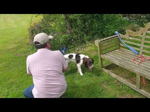 Training a Crazy Springer
