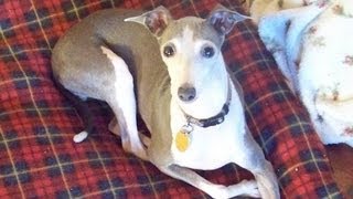 Lannee the Dog was Blind, Can See After Eye Surgery