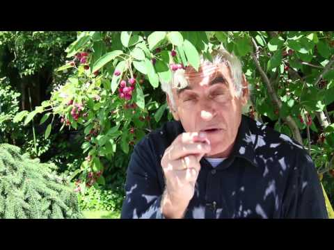 Die Felsenbirne im VOL.AT-Gartentipp