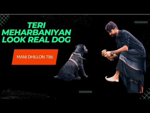 esa dog ka ap b haran ho ,best acter best training dog real work dasi  dog train vedio