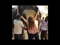 Foreigners Having Fun With Elephant