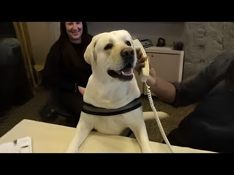 Les vidéos de chiens drôles de 2024 ont un QI de 200 🤣 best funniest videos