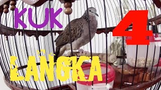 Download lagu DERKUKU KUK 4/ TEKUKUR KUK 4, TEMAN NGOPI mp3 Download lagu DERKUKU KUK 4/ TEKUKUR KUK 4, TEMAN NGOPI mp3