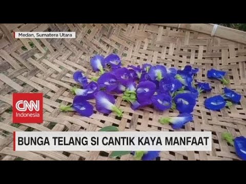 , title : 'Bunga Telang si Cantik Kaya Manfaat'