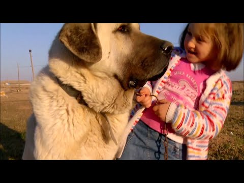 THE KANGAL DOG WITH CHILDREN