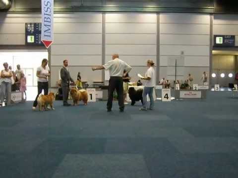 NATIONAL BREED DOG SHOW Germany Leipzig 19.08.2012 Exspert JOSEF NEMEC (Czech Republic)